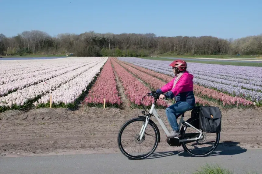 Cyclist in front of hyacinth field