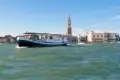 Vita punga venice