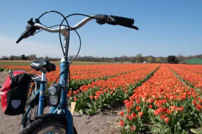 Tulip tour bike fiets