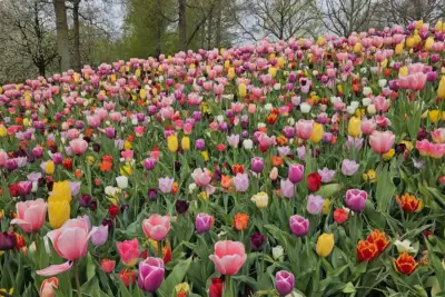 Even more tulips