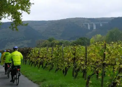Cycling along the vineyards 2