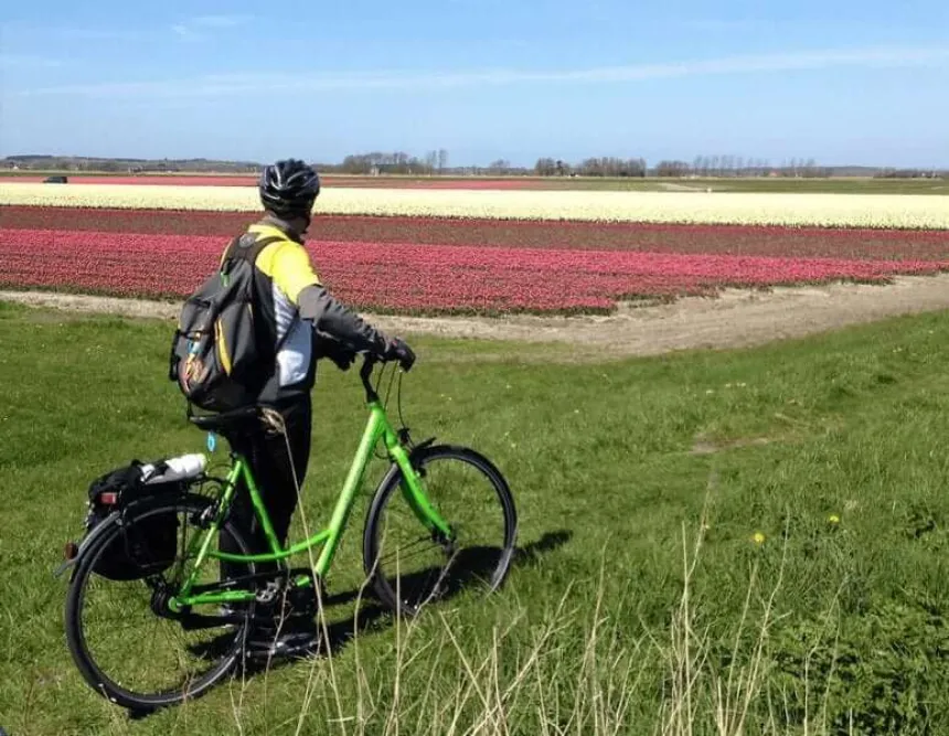 Cyclists tulip field