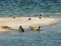 Seals in wadden sea