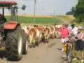 Cattle encounters