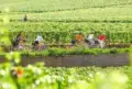 France Burgundy zwaantje 5