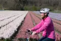 Fietsen langs tulpenveld 2