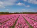 Tulip fields
