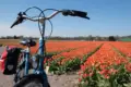 Tulip tour bike fiets