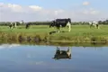 Cows