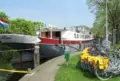 Southern tulip4