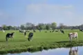 Cow pastures