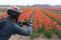 Taking pictures of tulip fields