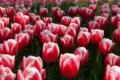 Beautiful tulips