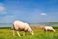 Friesland sheep grazing dike