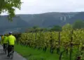 Cycling along the vineyards 2