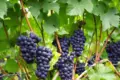 Wine grapes growing