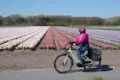 Cyclist in front of hyacinth field
