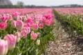 Tulipt