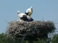 White stork